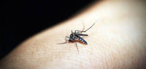 Read more about the article Colombia Declares Nationwide Health Emergency Over Yellow Fever Outbreak